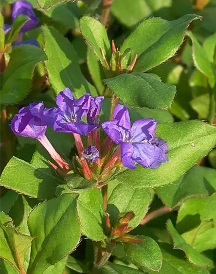 Ceratostigma plumbaginoides