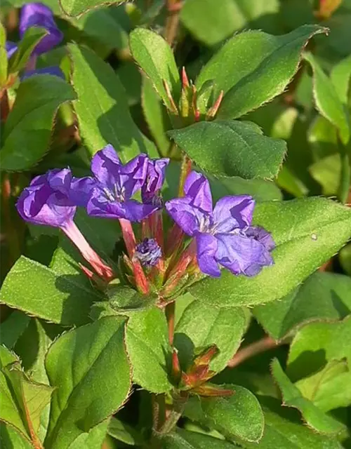 Ceratostigma plumbaginoides