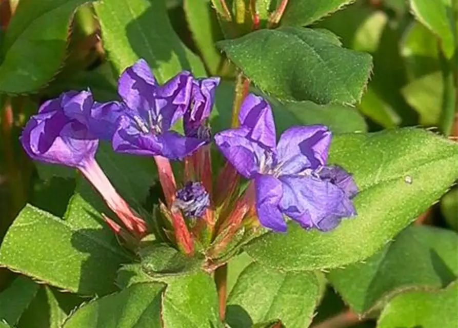 Ceratostigma plumbaginoides