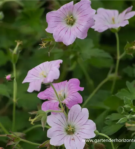 Garten-Storchschnabel