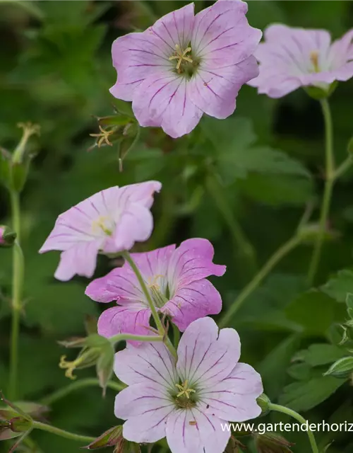 Garten-Storchschnabel