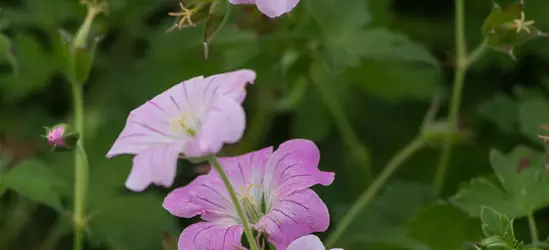 Garten-Storchschnabel