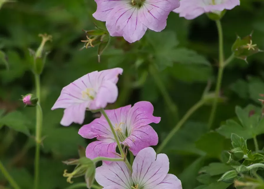 Garten-Storchschnabel