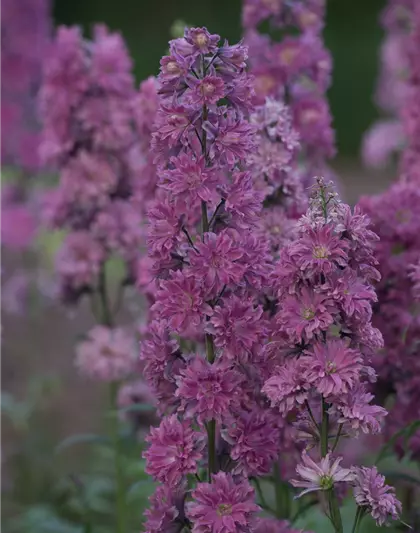 Delphinium Highlander 'Flamenco' -R-