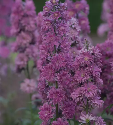 Delphinium Highlander 'Flamenco' -R-