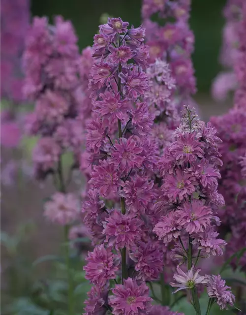 Delphinium Highlander 'Flamenco' -R-