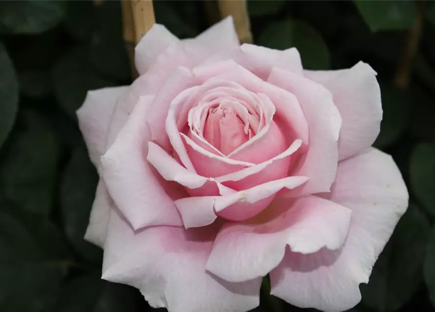 Edelrose 'Frederic Mistral'®