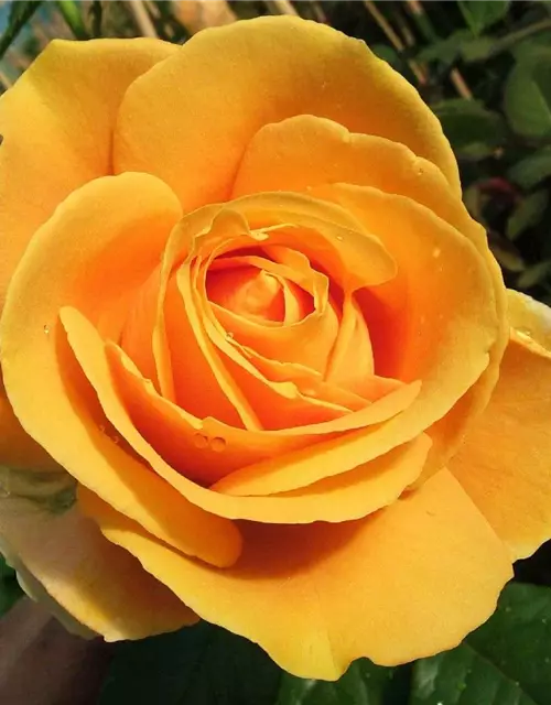 Edelrose 'Candlelight'®