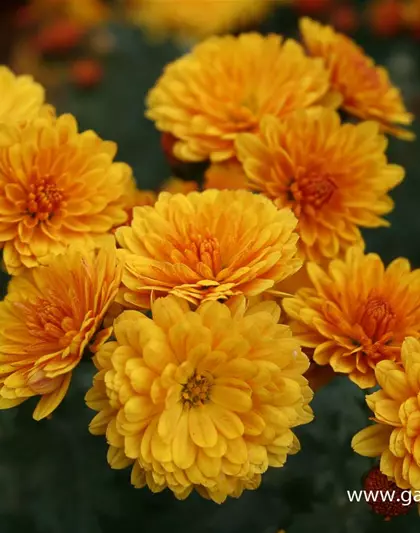 Chrysanthemum x hort.'Bienchen'