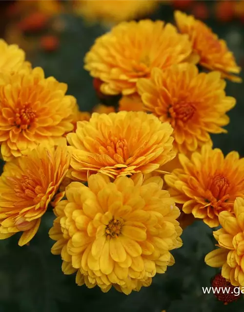 Chrysanthemum x hort.'Bienchen'