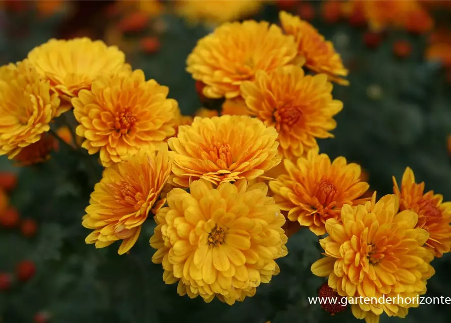 Chrysanthemum x hort.'Bienchen'