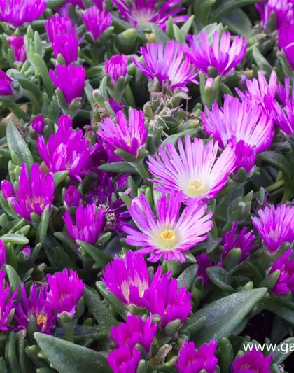 Delosperma sutherlandii