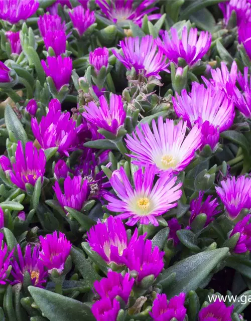 Delosperma sutherlandii