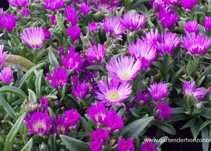 Delosperma sutherlandii