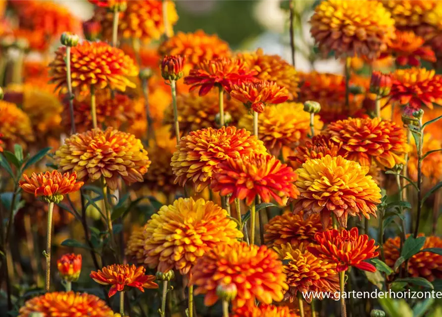 Chrysanthemum x hort.'Bronzekrone'