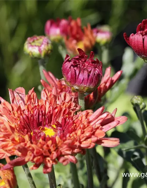 Chrysanthemum x hort.'Bronzekrone'