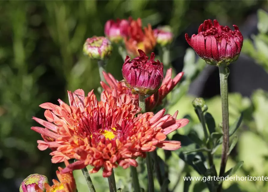 Chrysanthemum x hort.'Bronzekrone'