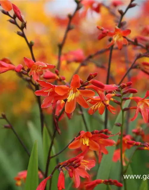 Crocosmia x crocosmiifl.'Carmine Brilliant'