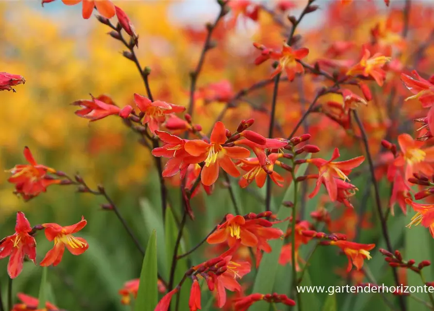 Crocosmia x crocosmiifl.'Carmine Brilliant'