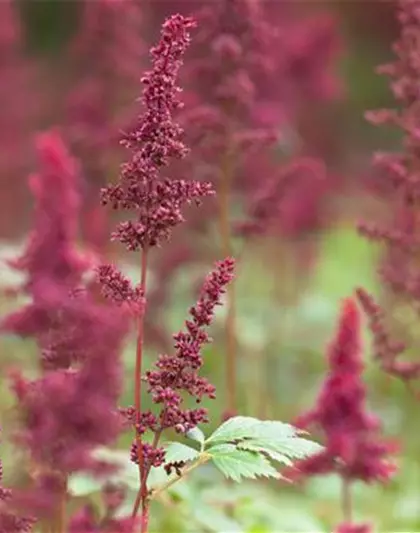 Arends Garten-Prachtspiere 'Fanal'