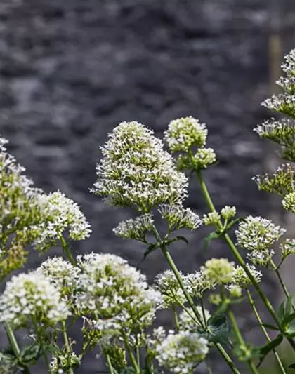 Centranthus ruber 'Albus'