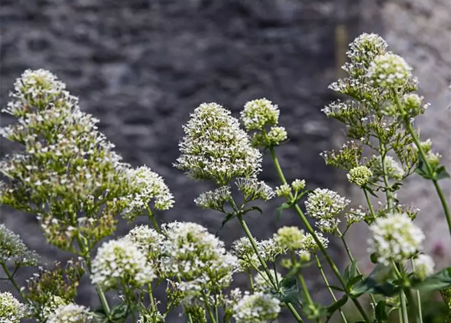 Centranthus ruber 'Albus'