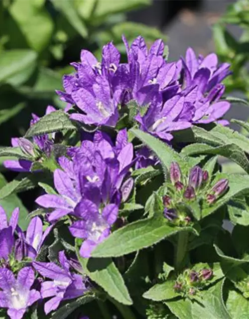 Campanula glomerata 'Dahurica', gen.