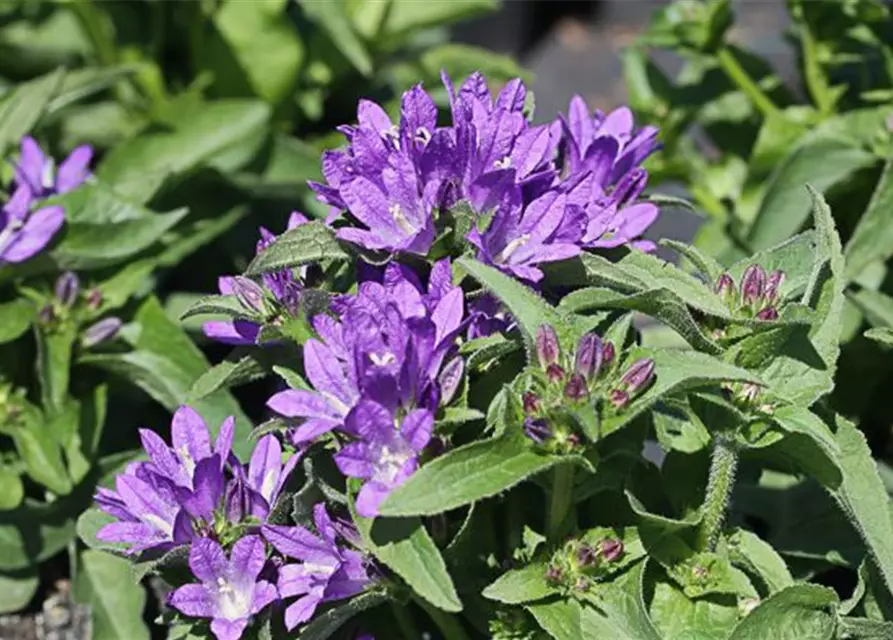 Campanula glomerata 'Dahurica', gen.