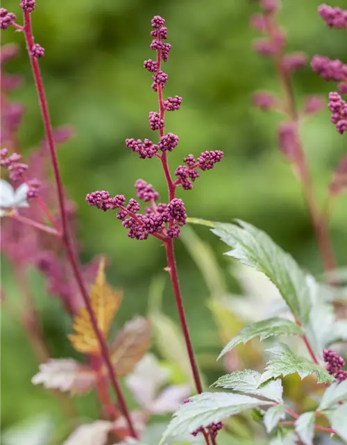 Arends Garten-Prachtspiere 'Fanal'