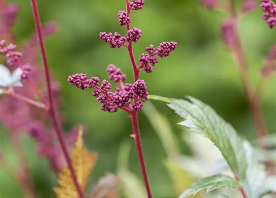 Arends Garten-Prachtspiere 'Fanal'