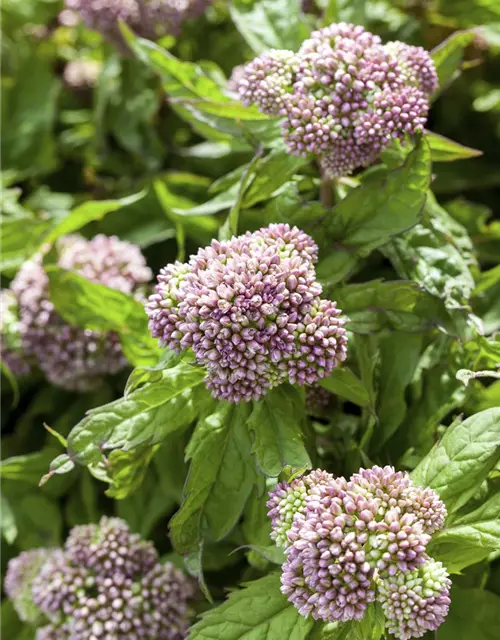 Eupatorium cannabinum