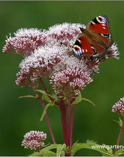 Eupatorium cannabinum