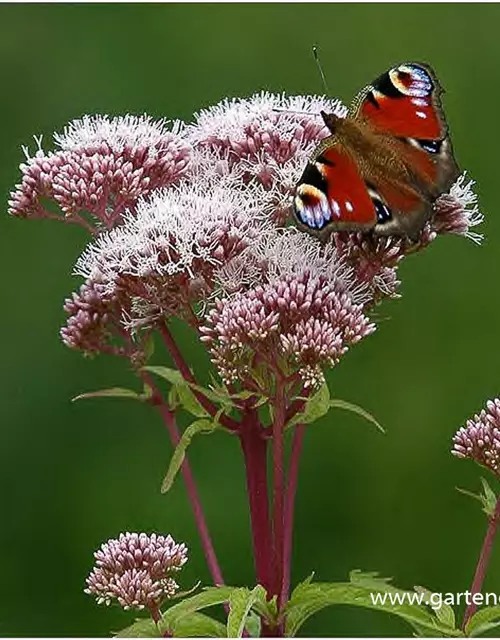 Eupatorium cannabinum