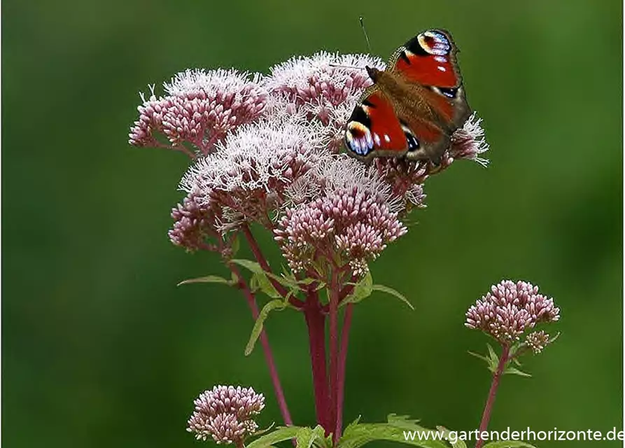 Eupatorium cannabinum