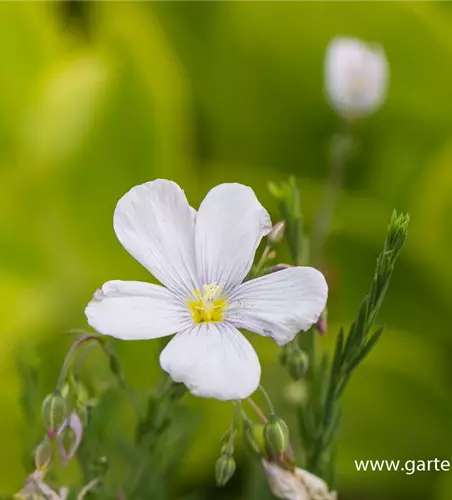 Garten-Lein 'Nanum Diamant'