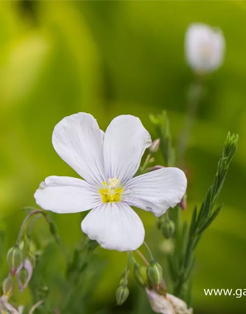 Garten-Lein 'Nanum Diamant'