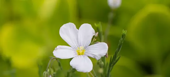 Garten-Lein 'Nanum Diamant'