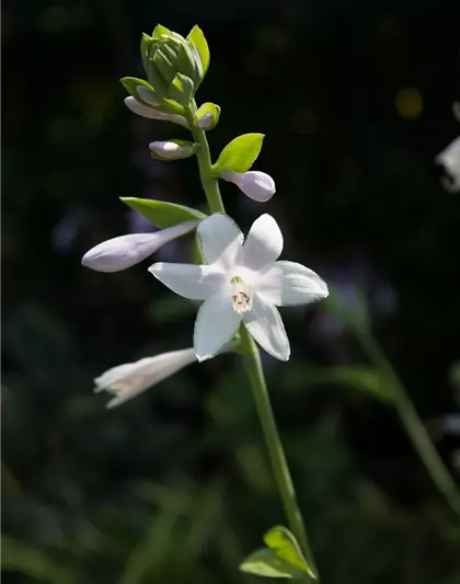 Duftende Garten-Lilien-Funkie 'Guacamole'