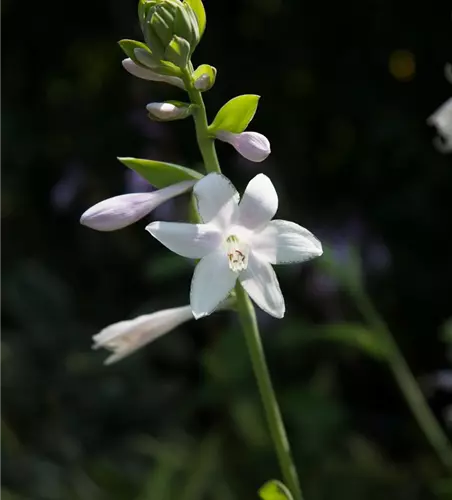 Duftende Garten-Lilien-Funkie 'Guacamole'