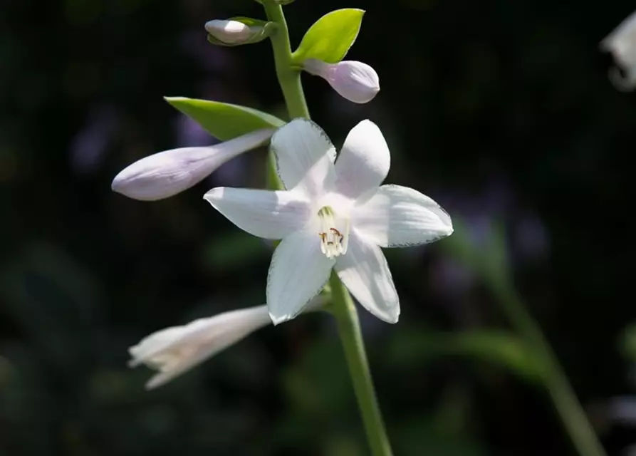 Duftende Garten-Lilien-Funkie 'Guacamole'