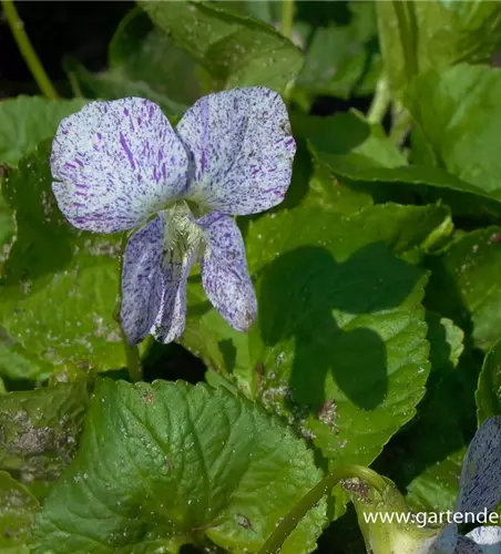 Garten-Pfingst-Veilchen 'Freckles'