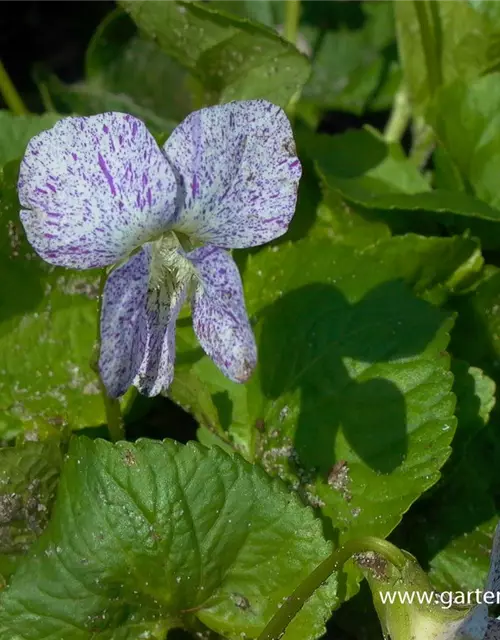 Garten-Pfingst-Veilchen 'Freckles'