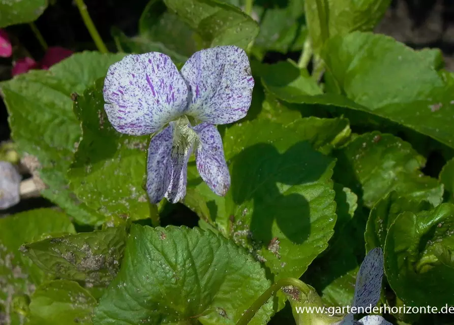 Garten-Pfingst-Veilchen 'Freckles'