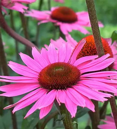 Garten-Scheinsonnenhut 'Rubinstern'