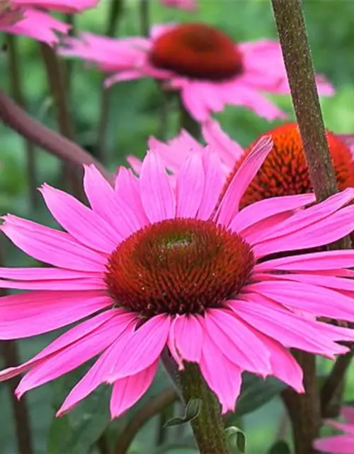 Garten-Scheinsonnenhut 'Rubinstern'