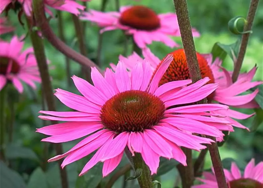 Garten-Scheinsonnenhut 'Rubinstern'