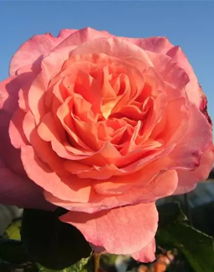 Edelrose 'Augusta Luise'®