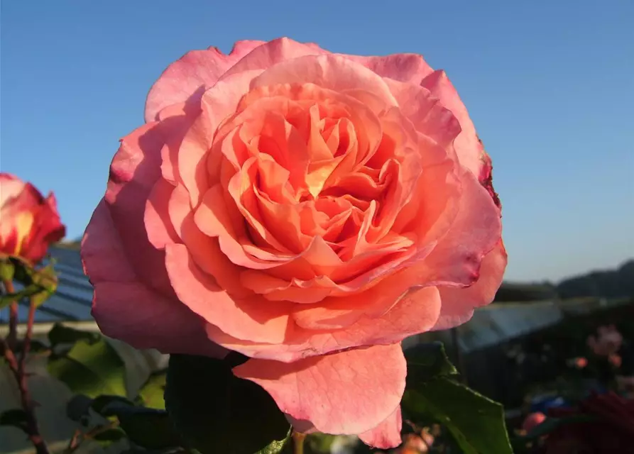 Edelrose 'Augusta Luise'®