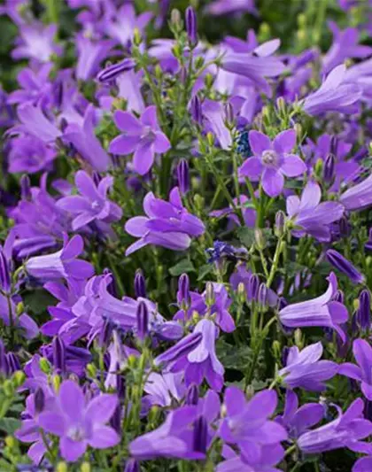 Campanula portenschlagiana 'Birch'