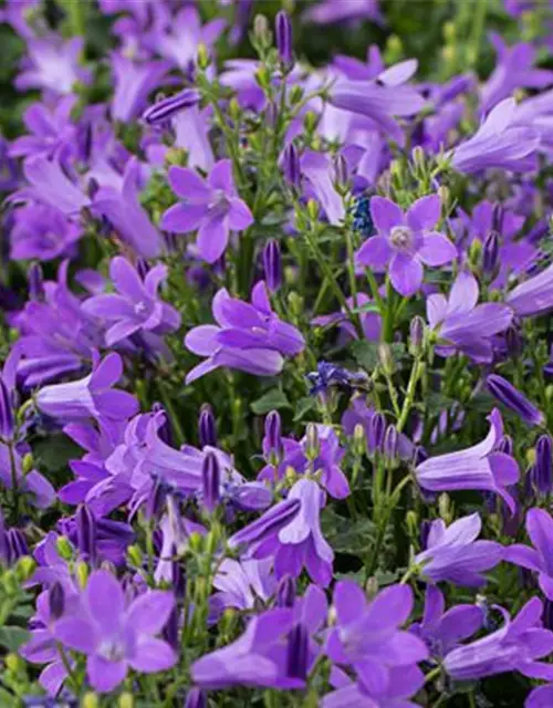 Campanula portenschlagiana 'Birch'